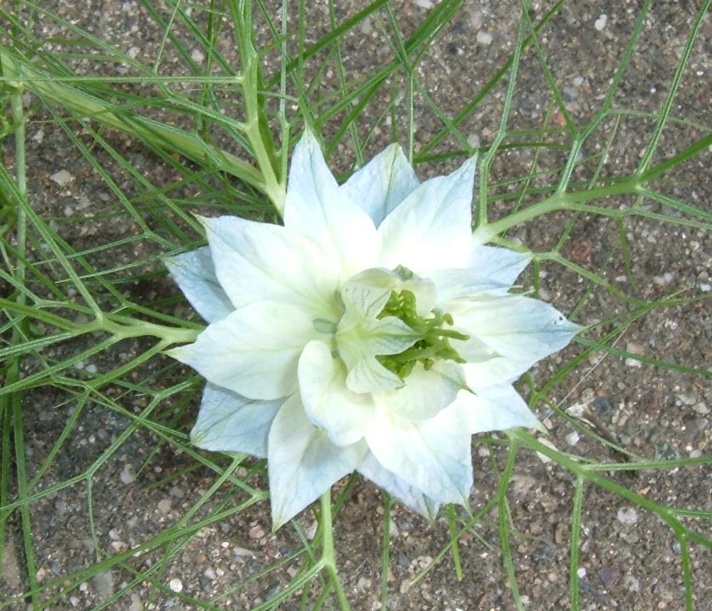 Nature's Delicacy