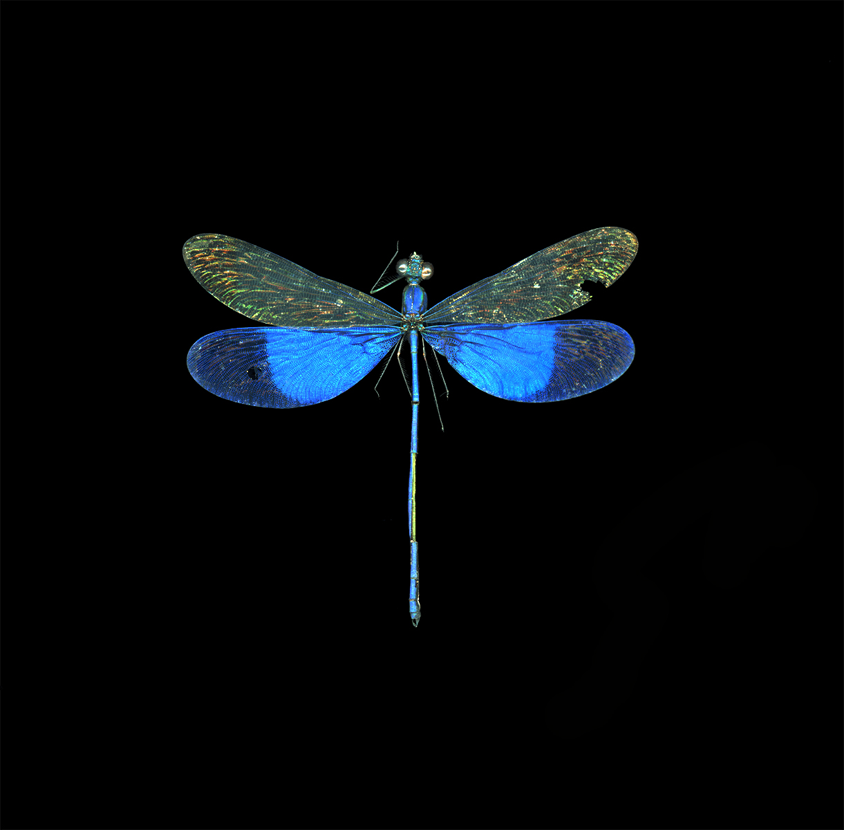 Neurobasis kaupi (dragonflies need pure water)