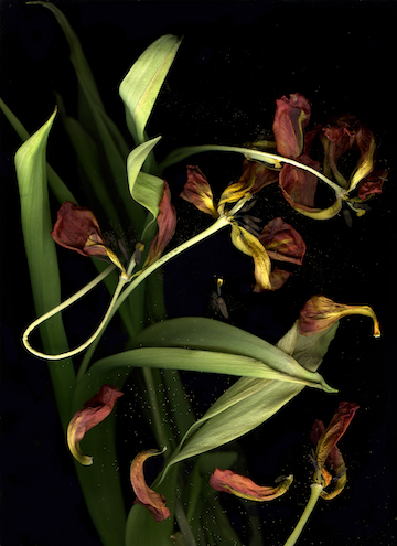Wabi Sabi Tulips